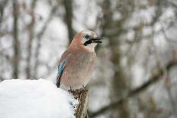 Eichelhäher (Garrulus glandarius)