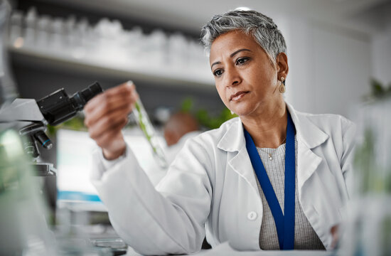 Botany, test tube and senior female scientist doing research, experiment or test on plants in lab. Ecology, glass vial and elderly woman botanist studying leaves in eco friendly science a laboratory.