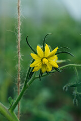 It is flower of yellow color, on a branch, blossoming of a tomato. Flowering tomato plants