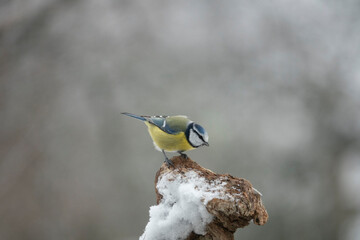 Blaumeise (Cyanistes caeruleu)