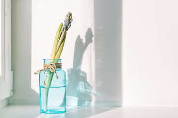 Blooming hyacinth in a blue water bottle.