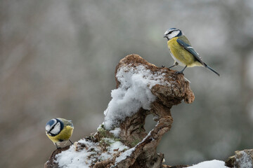 Blaumeise (Cyanistes caeruleu)