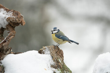 Blaumeise (Cyanistes caeruleu)