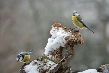 Blaumeise (Cyanistes caeruleu)