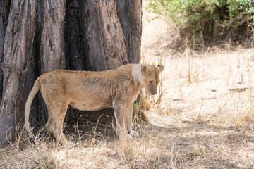 Obraz na płótnie Canvas lion cub in serengeti