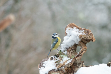Blaumeise (Cyanistes caeruleu)
