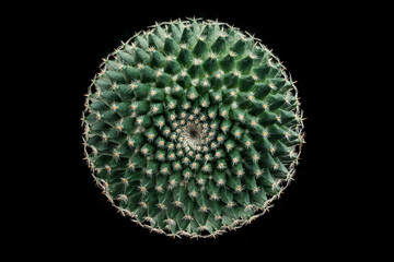 close up of a ball cactus on black background. top view.