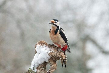 Buntspecht (Dendrocopos major)