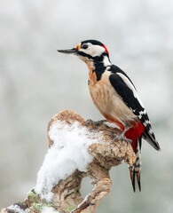 Buntspecht (Dendrocopos major)