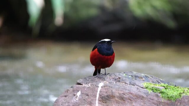 White-capped Water Redstart migration birds in Thailand and Southeast-Asia. 