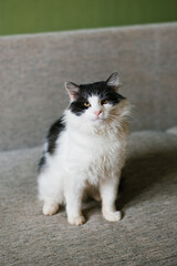 Cute fluffy white black cat sitting on the couch
