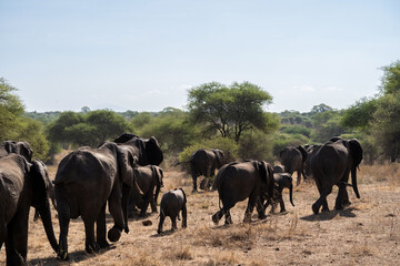 Naklejka na ściany i meble herd of elephants in savanna in africa