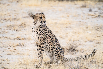 Naklejka premium cheetah in serengeti