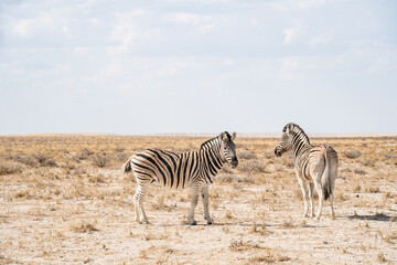 Obraz na płótnie Canvas zebra in the savannah
