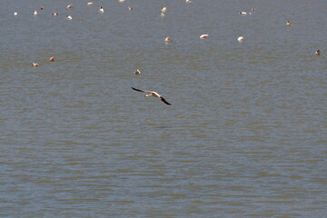 Flamingo starting landing in Atacama Desert chile South America