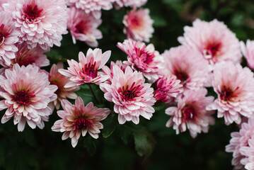 Pink chrysanthemum multiflora with a dark center in autumn in the garden