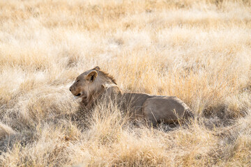 Obraz na płótnie Canvas lion in the savannah