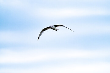 Fototapeta na wymiar Seagull flying in the cloudy irish sky