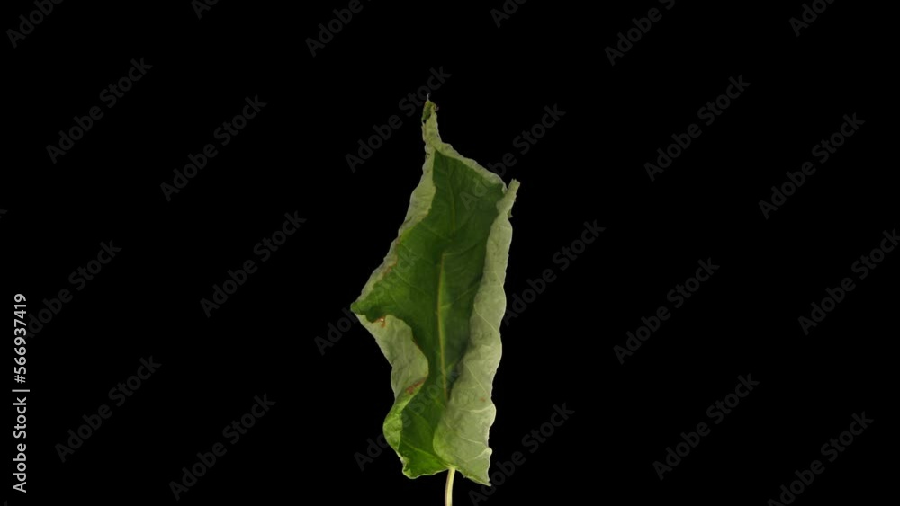 Wall mural time lapse of drying shrub branch leaves with alpha transparency channel isolated on black backgroun