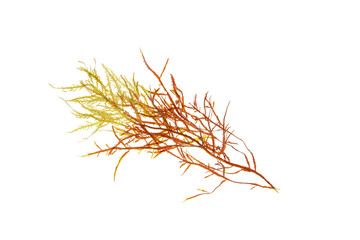 Colorful red and green seaweed branch isolated transparent png.Rhodophyta algae - obrazy, fototapety, plakaty