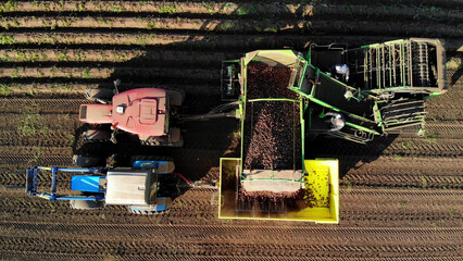 harvesting machine unloads potatoes on automatic industrial belt into yellow body of tractor trailer to transport vegetables to sorting. Harvesting and cultivating on a sunny day, top dpwn aerial view