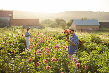 Man and a woman pick up dahlia flowers while working at rural flower farm on sunset. Wide landscape...