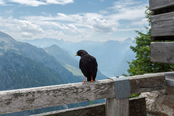 Yellow-billed Chough, Pyrrhocorax graculus. Photo taken in Bavarian Alps, Berchtesgadener Land district of Bavaria in Germany