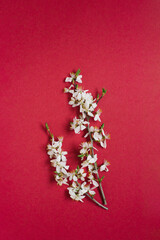 Creative greeting card for Easter or Mother's Day. A branch with apple blossoms on a burgundy background