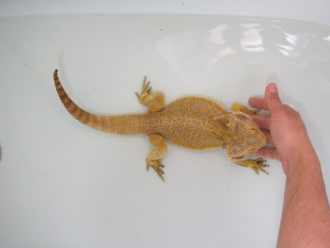 Mano de persona Ba&ntilde;ando  en la ba&ntilde;era de casa a un drag&oacute;n barbudo, pogona vitticeps, mascotas diferentes