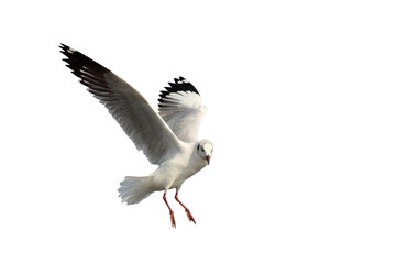 Beautiful seagull flying isolated on transparent background png file