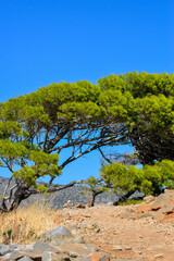 Pinie (Pinus pinea) auf der Insel Spinalonga (Kalydon) in Elounda, Agios Nikolaos, Kreta...