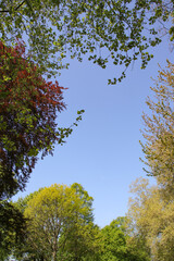 baumkronen im frühling