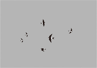 曇り空に飛ぶイワツバメ02