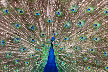 Obraz premium close up of peacock with feathers out