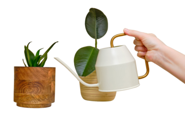 A woman waters home plants from a watering can standing in a home living room, isolated on a white background