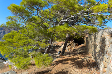 Pinie (Pinus pinea) auf der Insel Spinalonga (Kalydon) in Elounda, Agios Nikolaos, Kreta (Griechenland)