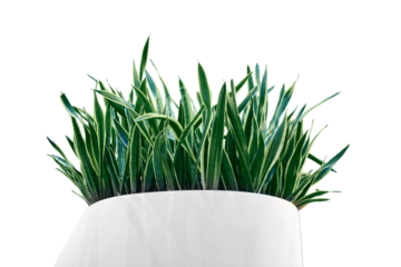 Sansevieria plant in a large flower pot in a shopping center, isolated on a white background