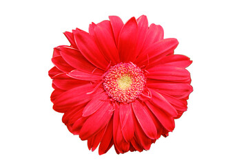 Red gerbera flower, copy space for text. Gerbera is a genus of plants in the Asteraceae daisy...