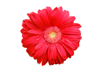 Red gerbera flower, copy space for text. Gerbera is a genus of plants in the Asteraceae daisy family, isolated on a white background