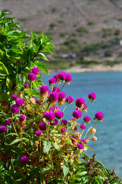 Echter Kugelamarant (Gomphrena globosa) in Elounda, Kreta (Griechenland)