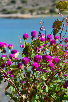 Echter Kugelamarant (Gomphrena globosa) in Elounda, Kreta (Griechenland)