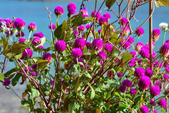 Echter Kugelamarant (Gomphrena globosa) in Elounda, Kreta (Griechenland)