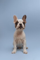 Lovely french bulldog looking up with curiosity, sitting on blue background. French Bulldog puppy 3 months old. Beautiful french bulldog dog