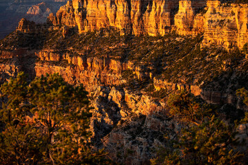 Grand Canyon north rim at golden sunset. Canyon national park. Canyonlands desert landscape. Canyon area desert in Nevada.