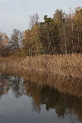 Autumn pond landscape with forest in background