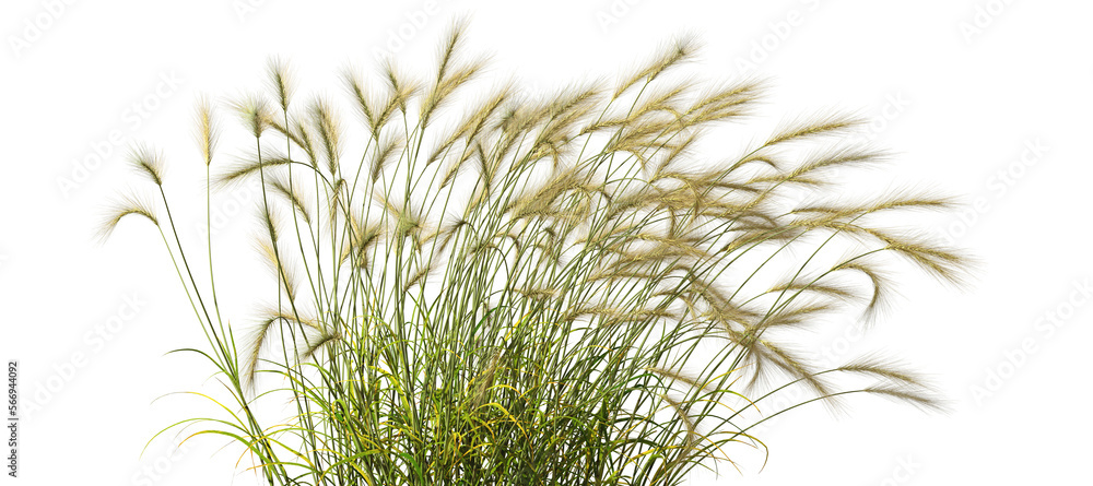 Poster feather grass blowing in the wind on transparent backgrounds 3d render png file