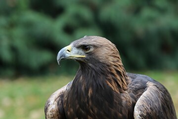 Young golden eagle portrait