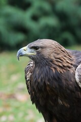 Fototapeta premium Young golden eagle portrait