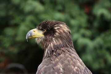 Obraz premium Young golden eagle portrait