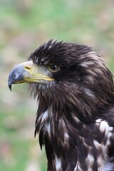 Young agressive disturbed sea eagle